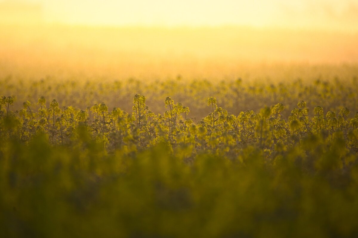 Изображение с сайта pixabay.com