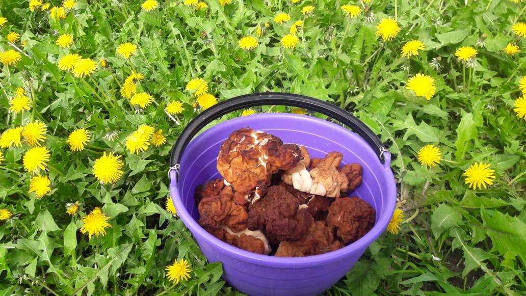 Лесной урожай