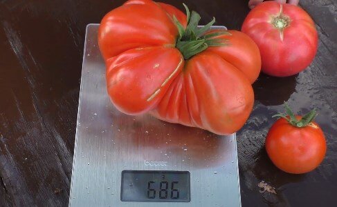 Взвешиваю помидоры
