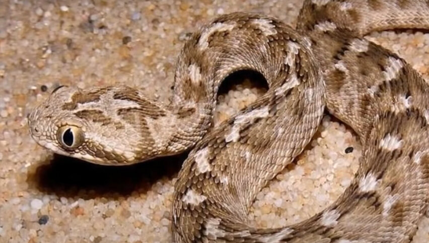 Эфа - очень шумная змея.