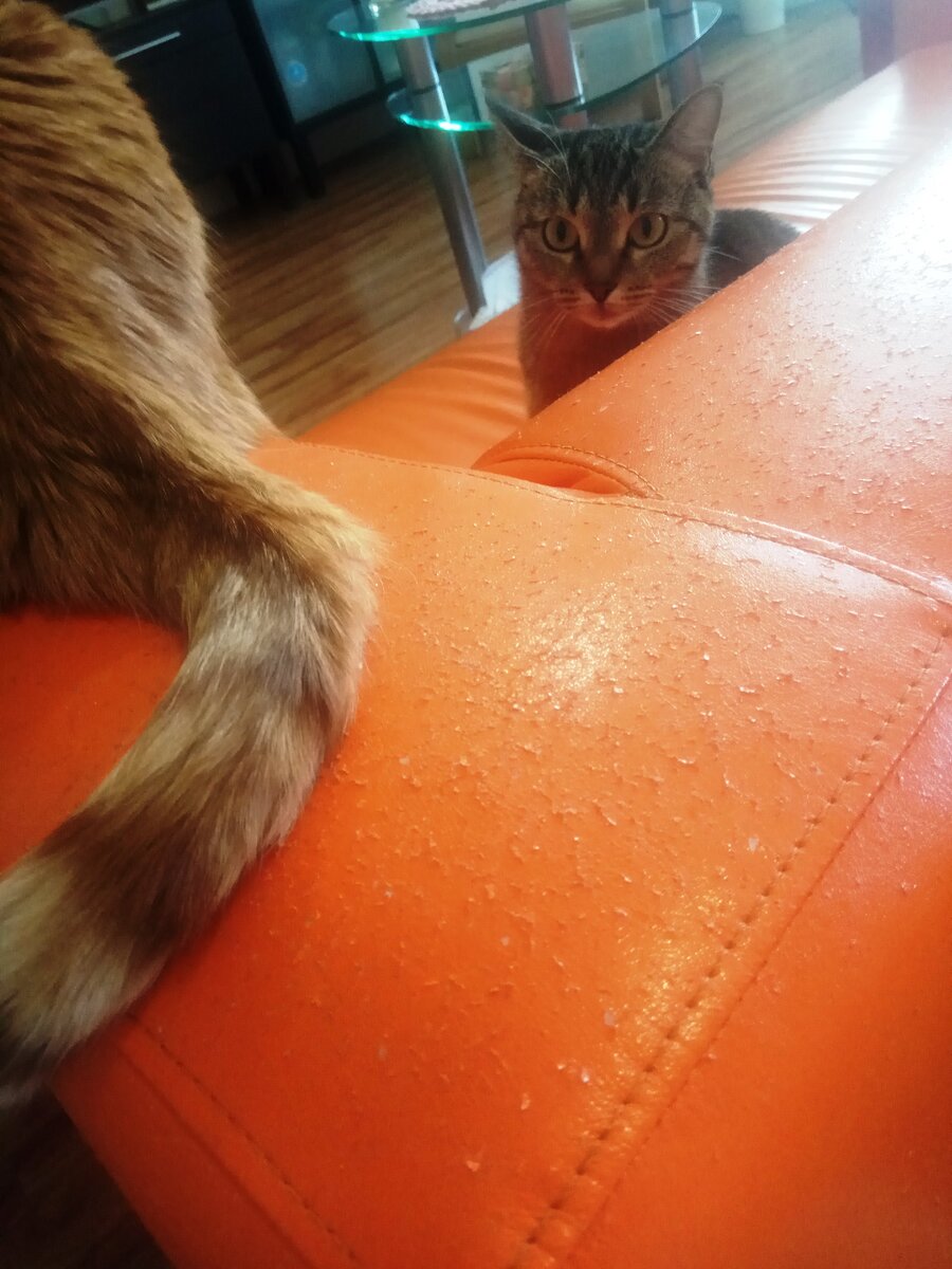 «А был отличный диван» 