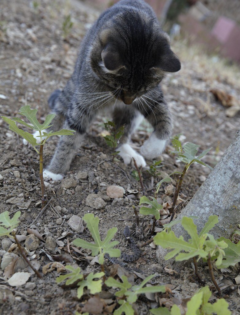 Фото: staticflickr.com