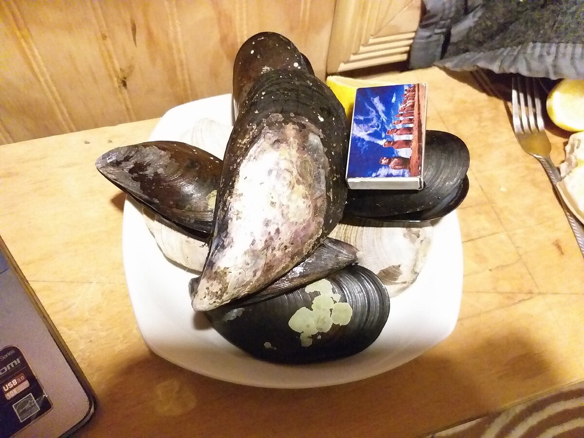 Размер мидий по сравнению со спичечным коробком