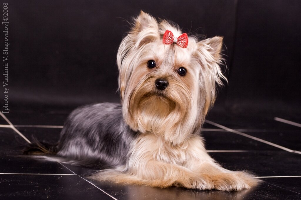 Американские породы собак: фото и описания. Познакомьтесь с самыми популярными собачьими породами США