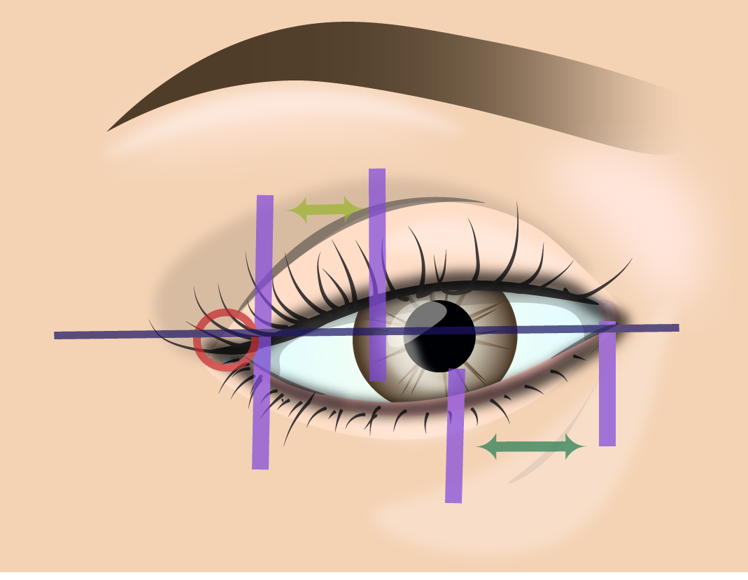 Зона глаз. Вертикальная схема макияжа глаз. Внешний уголок глаза. Зоны глаза для макияжа.