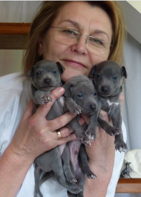 Фото предоставлено владельцем питомника IS NOVELES Новиковой Л. Я.