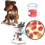 Таблетки от подтекания мочи для собак. Почему у собаки моча. Почему у собаки моча. Препарат для удержания мочи у собаки. Почему у собаки моча.