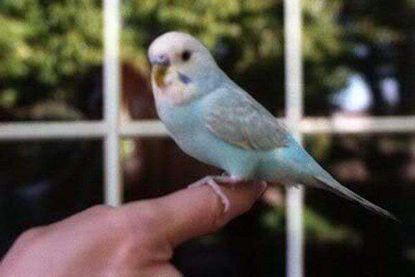 Попугай Пак. Источник фото: incrediblebudgerigar.blogspot.com