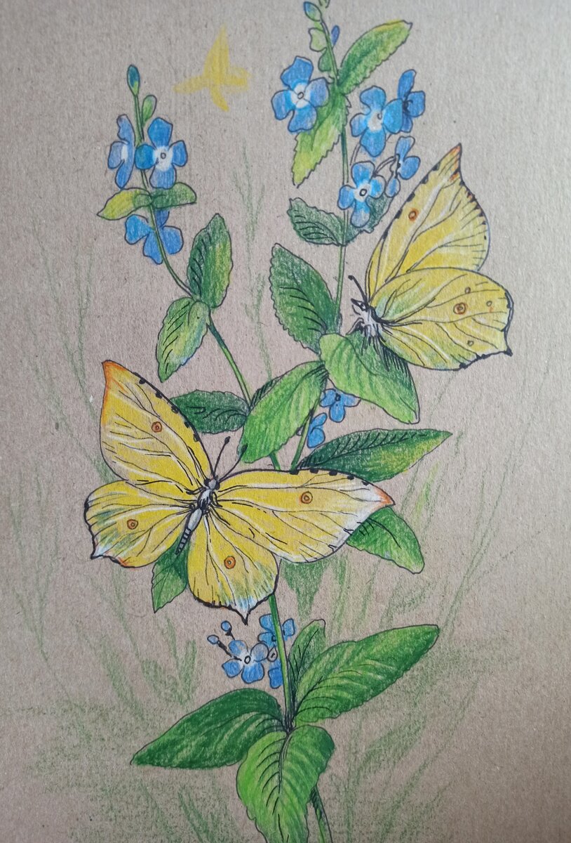 Бабочка лимонница рисунок. Бабочка на цветке рисунок. Рисунок бабочки на цветке карандашом. Бабочка лимонница рисунок карандашом.