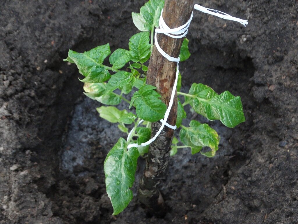 Некоторые сорта оказались более стойкими