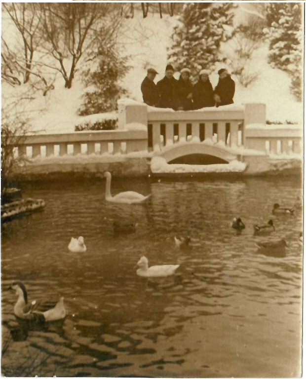 парк с лебедями