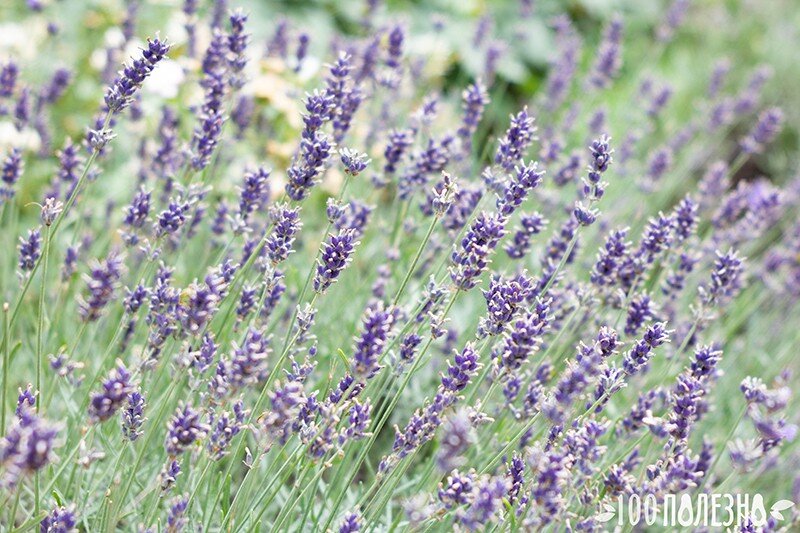 Как выглядит лаванда: фото