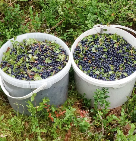 Вот такие урожаи я собирала почти каждый день