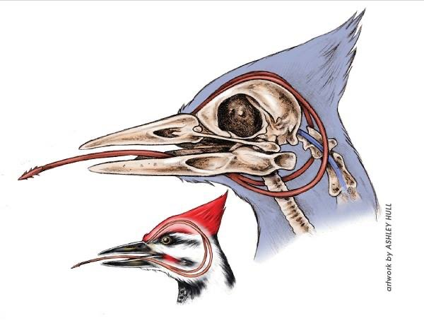 Язык дятла анатомия. Подъязычная кость дятла. Строение клюва дятла. Строение головы дятла. Дятел сотрясение мозга