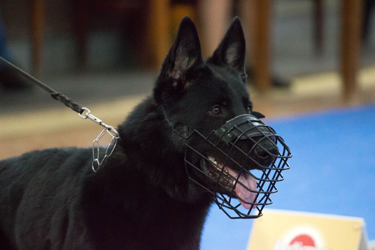 Все фото взяты из интернета, Яндекс-картинки, свободный доступ. 