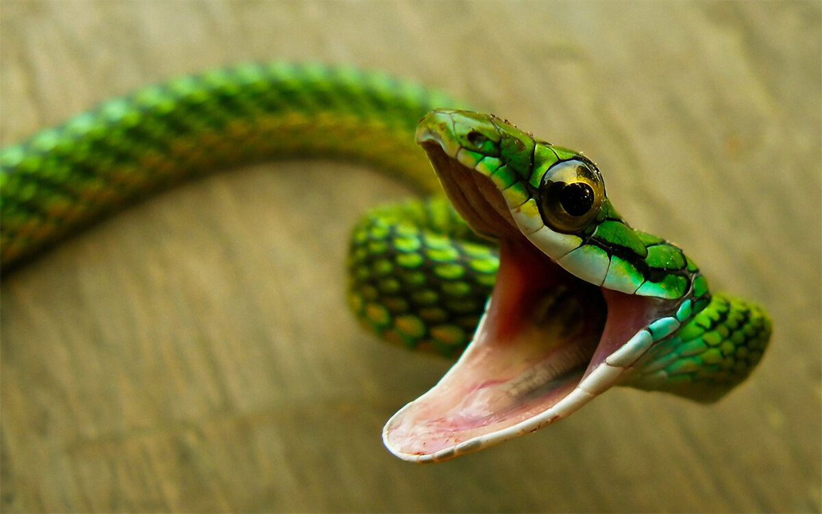 В современном мире уже редко кого можно удивить экзотическими рептилиями дома. И в связи с этим появляется много ложных представлений об их содержании. Речь пойдет о мифах, которые связаны со змеями.