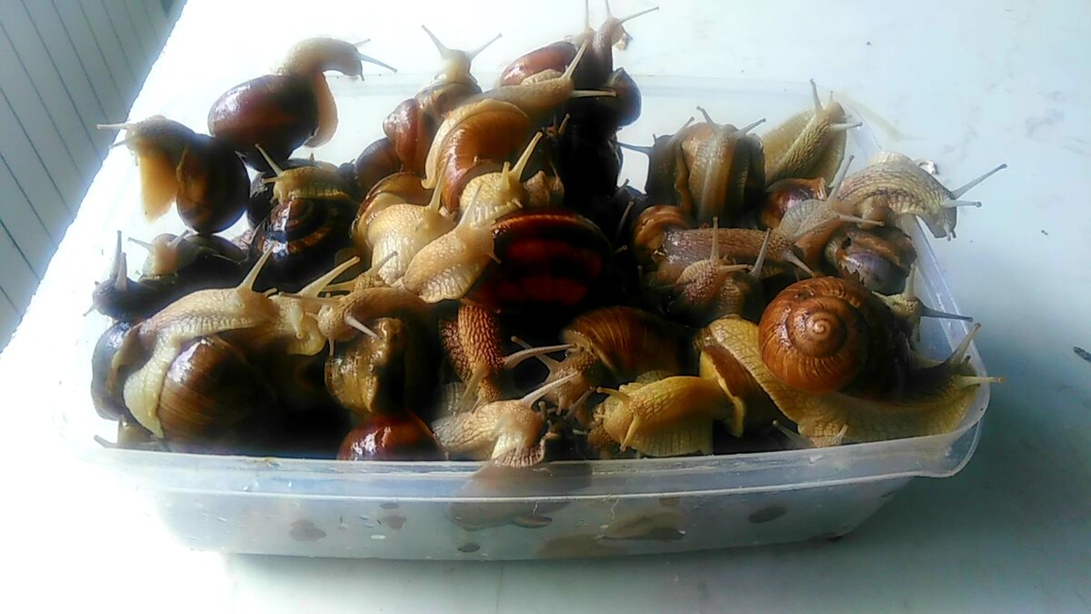 Улитки первой свежести, живые , c очищенными внутренностями. (лат. Helix pomatia) — наземный брюхоногий моллюск подкласс лёгочных улиток семейства гелицид