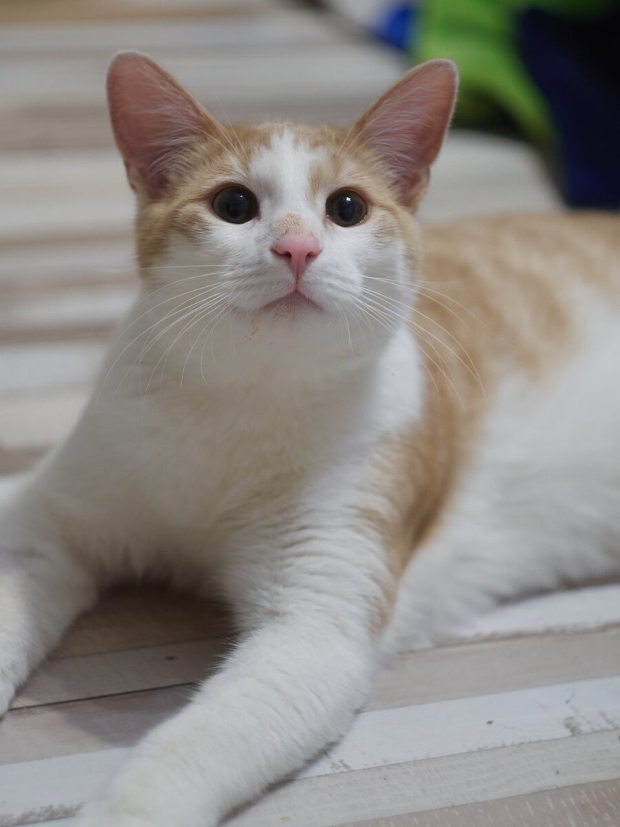 Вот такой чудесный парень-тюфячок.