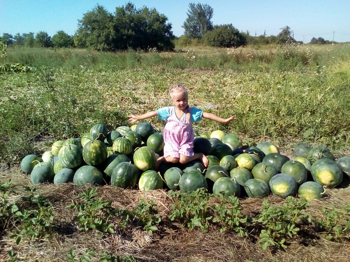 Арбуз в огороде фото