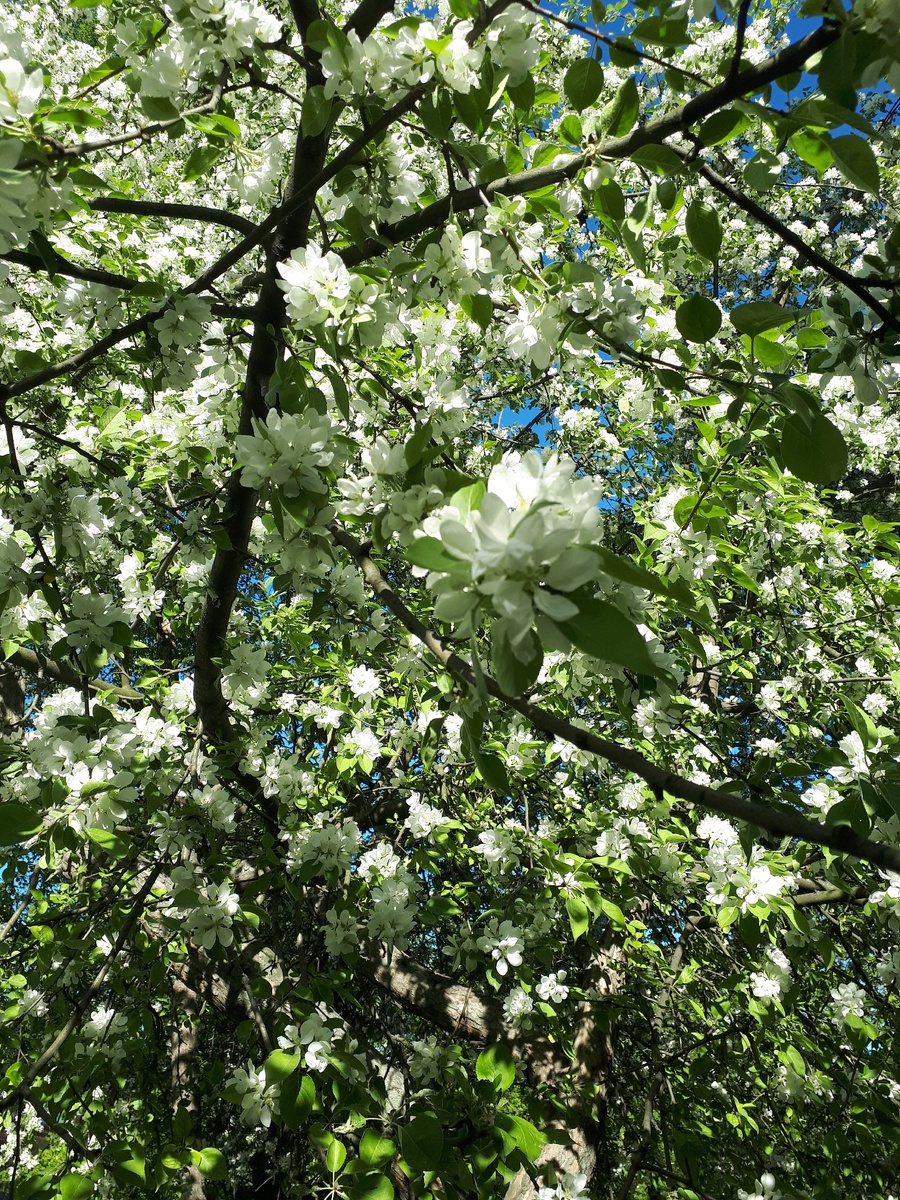 Поиск вдохновения к написанию заметки - в природе)