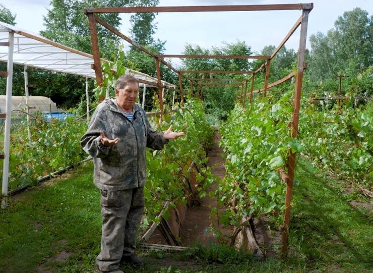 Опора для винограда на даче (68 фото)