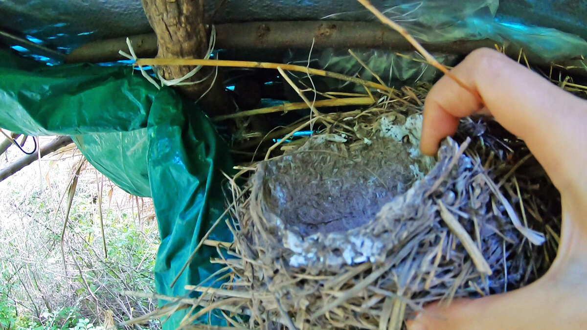 Гнездо птицы