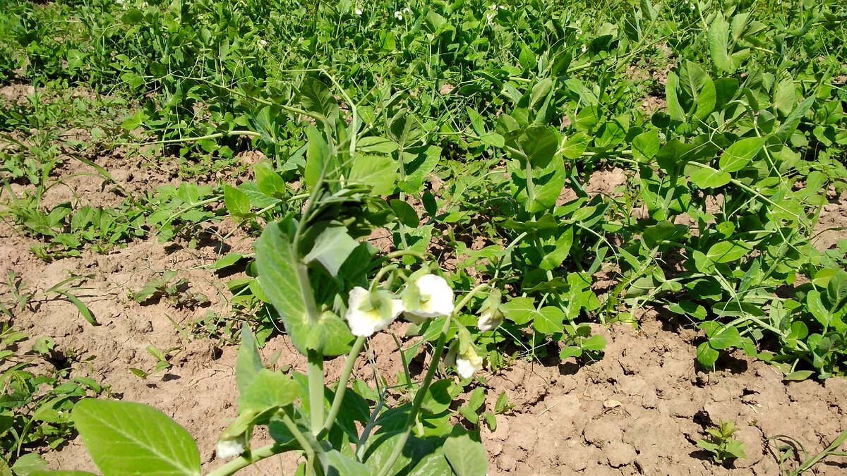 Подкормка гороха в открытом грунте. Подкормка гороха в открытом грунте. Удобрение для гороха. Удобрение для горошка. Технология выращивания гороха.