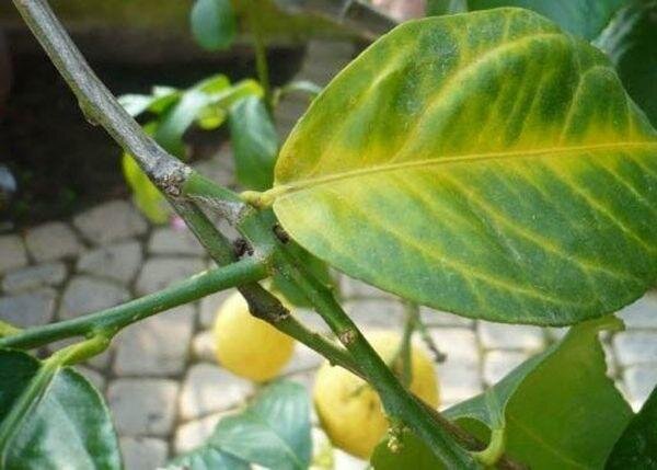 Источник фото: rostiada.ru