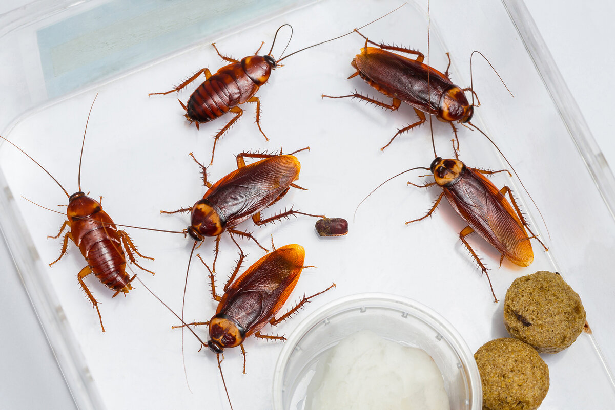 Вот, например, рыжинькие)