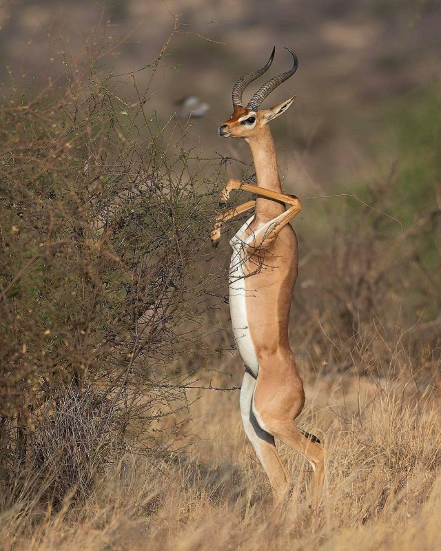 Фото лани, вставшей вертикально.