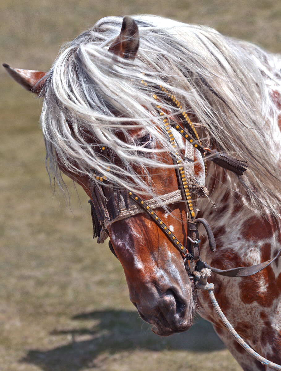 "Принцесса!"