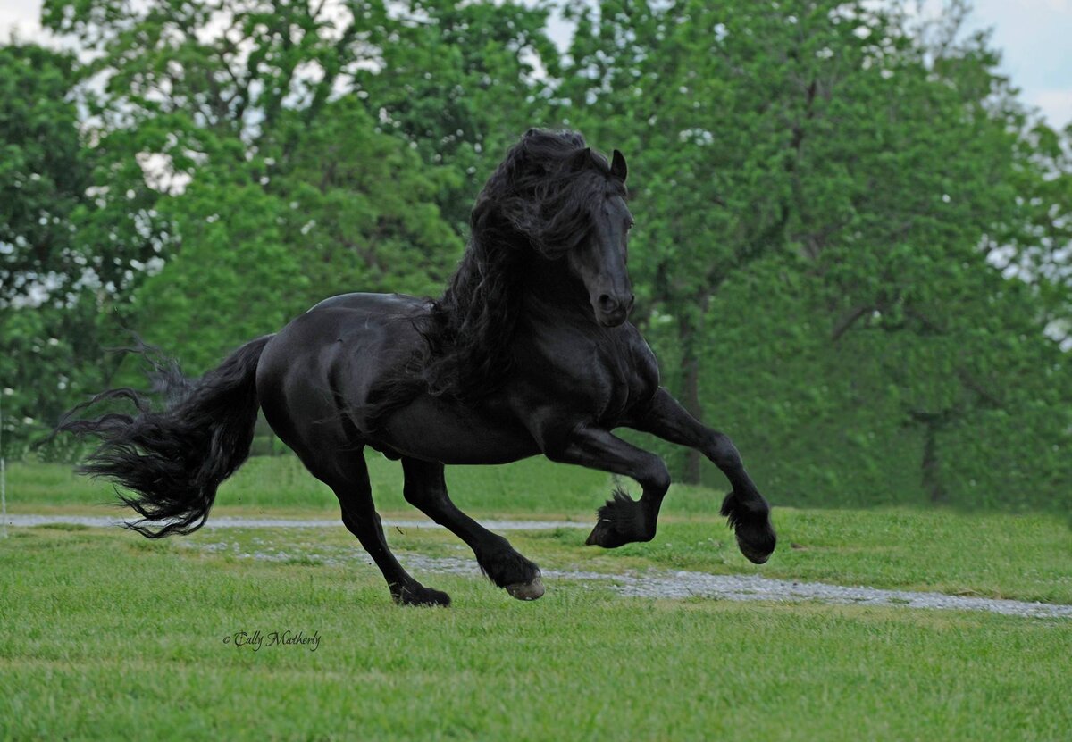 Фризский жеребец Фредерик Великий