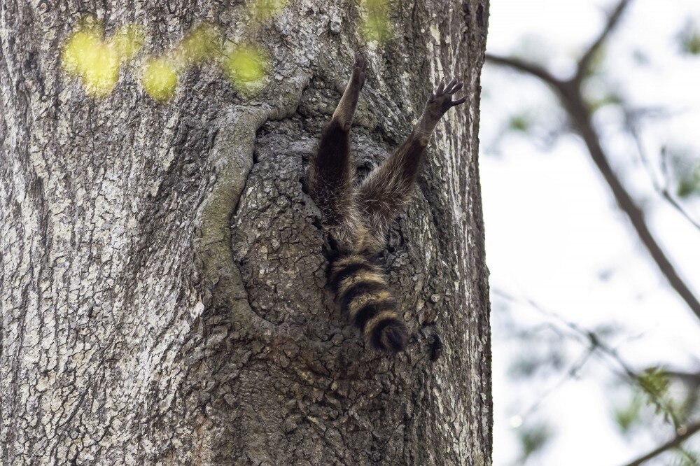 © Charlie Davidson «Почти пора вставать» | Премия Alex Walker's Serian Creatures конкурса  Comedy Wildlife Photography Awards 2020