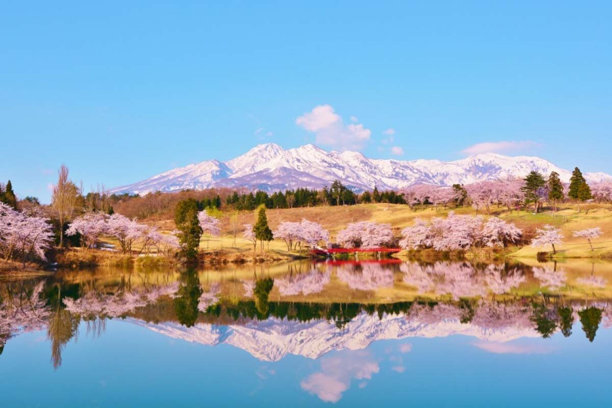 Сакуры  Мацугамина