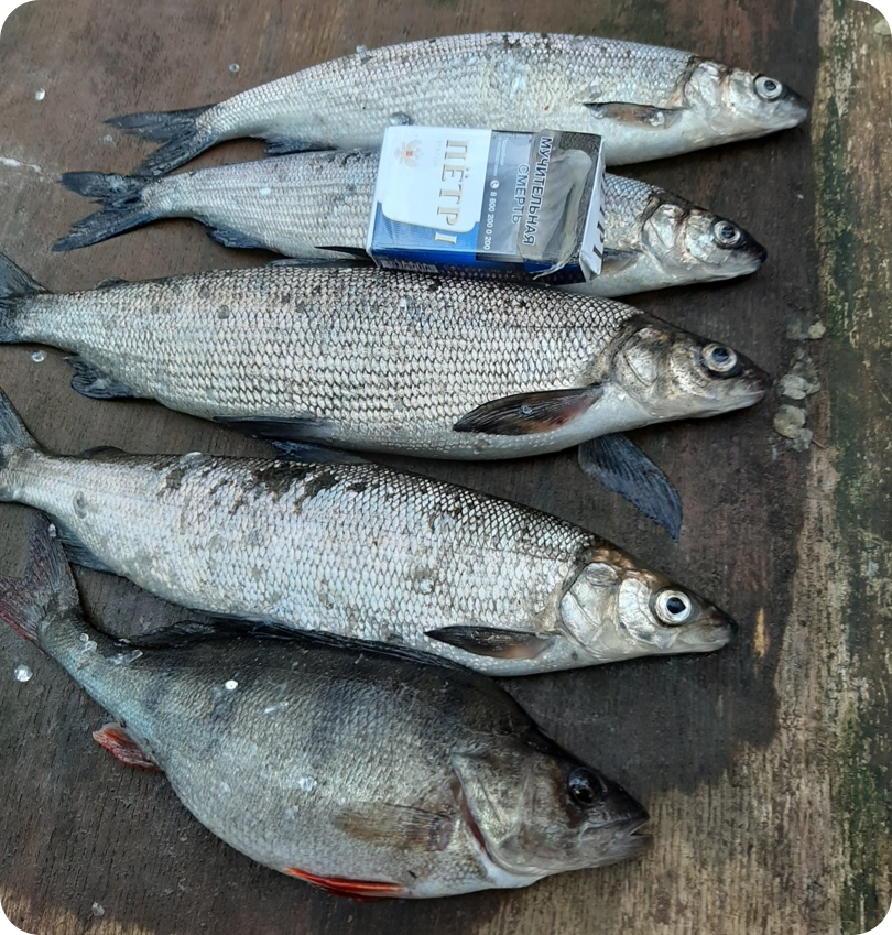 Средние сижки и окунёк