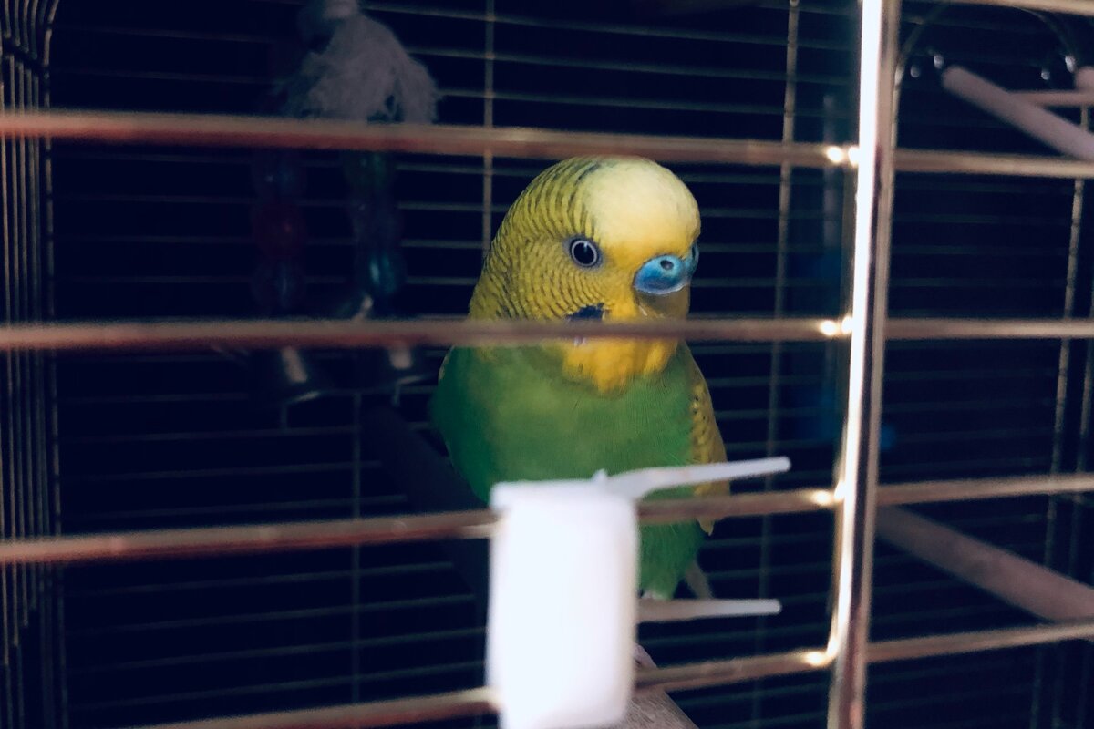 Тэри выглядывает из-под накидки. 