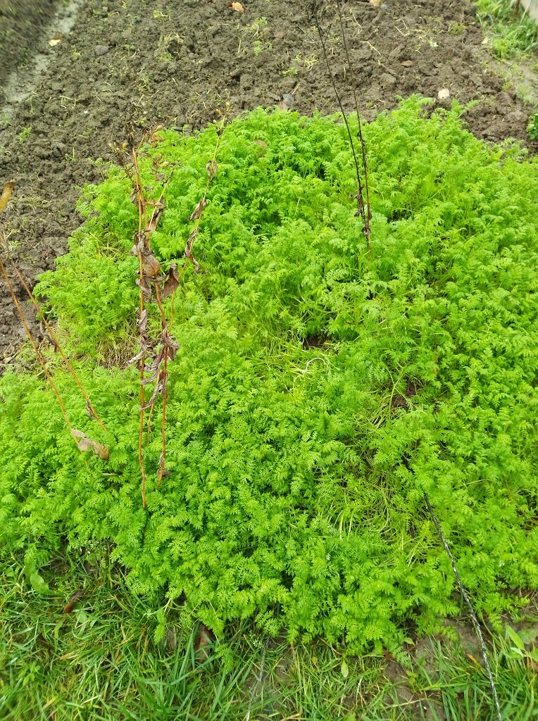 Не перекопанный участок с фацелией. 14 ноября 2020 года