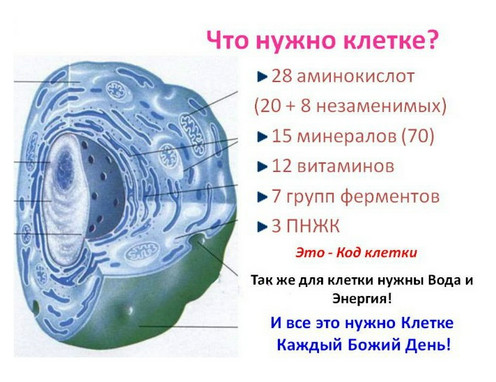 🍌Питание клетки - основа здоровья организма 
Ни для кого не секрет, что питание клеток во все времена было очень важно. Просто только единицы уделяли этому фактору должное внимание.


🍏Человеческое тело состоит из систем и органов. Органы состоят из тканей, а ткани в свою очередь состоят из различного рода клеток. Если учесть то, что все процессы у нас происходят на клеточном уровне, можно смело утверждать, что здоровье человека напрямую зависит от здоровья его клеток.


🍊Если сравнивать клетку с автомобилем, то можно определенно сказать, что для автомобиля необходимо правильная эксплуатация и нужное топливо. Конечно, автомобиль может работать и на плохом топливе, но тогда он может глохнуть, ехать с неравномерной скоростью и т.д. Если неправильно эксплуатировать автомобиль, например, не прогревать мотор перед ездой, он быстрее изнашивается, приходится делать ремонт, а детали все чаще требуют замены.


🍋Аналогичная ситуация происходит и с нашими клетками. Если мы хорошо и разнообразно питаемся, если мы даем в достаточной мере своему организму отдых и не утруждаем его чрезмерными нагрузками, мы хорошо себя чувствуем и прекрасно выглядим. К сожалению, это не всегда именно так. И если с функционированием, мы более менее решаем вопросы (отдыхаем, не поднимаем большие тяжести и т.д.), то такой важный вопрос как питание зачастую выпадает с нашего поля зрения.


🍅Что же составляет питание клетки?

Все мы слышали о витаминах и минеральных комплексах. Однако, это не единственные вещества, которые необходимы. Клеткам необходимы:


аминокислоты;

минералы;

витамины;

ферменты;

жирные кислоты.


🍆Важно то, что необходимы все 5 компонентов. Без какого либо из них полноценное питание клеток  нарушается. Ведь для того, чтобы построить новые клетки, нужен строительный материал – аминокислоты, которые трансформируются в нужные вещества только при наличии минералов. Запускают эти процессы витамины, а контролируют ферменты. В свою очередь жирные кислоты нужны для построения клеточных мембран.


🍇Что мы делаем для питания своих клеток?

Давайте задумаемся: какие вещества из 5 вышеперечисленных сегодня мы принимали с пищей, которые бы были полезны для наших клеток?


🍈Если честно ответить на этот вопрос, то как правило каких-то веществ будет не хватать, а каких то будет переизбыток. Именно поэтому правильное питание клетки – это прежде всего баланс в принимаемой пище.


🍉Однако, если в клетку не поступают все необходимые вещества, она не может функционировать в естественном для нее режиме. А значит она будет более слабой и следовательно более уязвимой для болезней. Ослабленная клетка не может функционировать в полной мере. Именно поэтому, если питание неполноценно или не сбалансировано – мы чувствуем слабость, усталость и т.д.


🍐Чем кормить свои клетки?

В современном мире для того, чтобы питание клетки проходило должным образом, необходимо съедать довольно большое количество пищи. По научной статистике, такое количество пищи составляет около 50 кг! Это конечно нереально.


🍑Именно поэтому существуют специальные технологии и специально производимые продукты, которые имеют небольшой объем и вес, но тем не менее содержат максимально сбалансированный комплекс веществ.


🍒Удивительно, но такому очевидному факту, как питание клетки, мы, как правило, не придаем особого значения. Однако, теперь мы уже знаем, что составляет питание клетки и что для этого нужно.


🍓А чем вы сегодня кормили свои клетки?