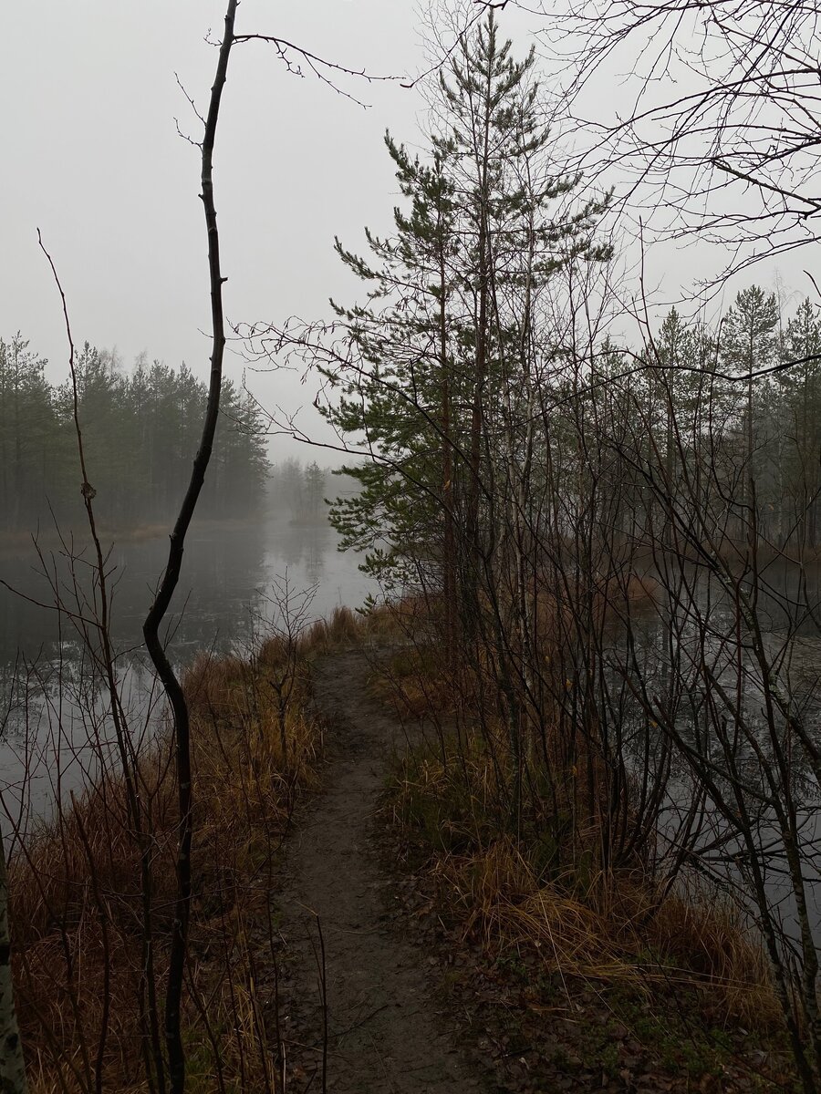 Озеро возле болота