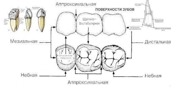 АНАТОМИЯ ЗУБОВ ЧЕЛОВЕКА