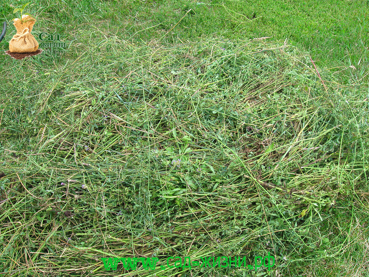 Компост из скошенной травы