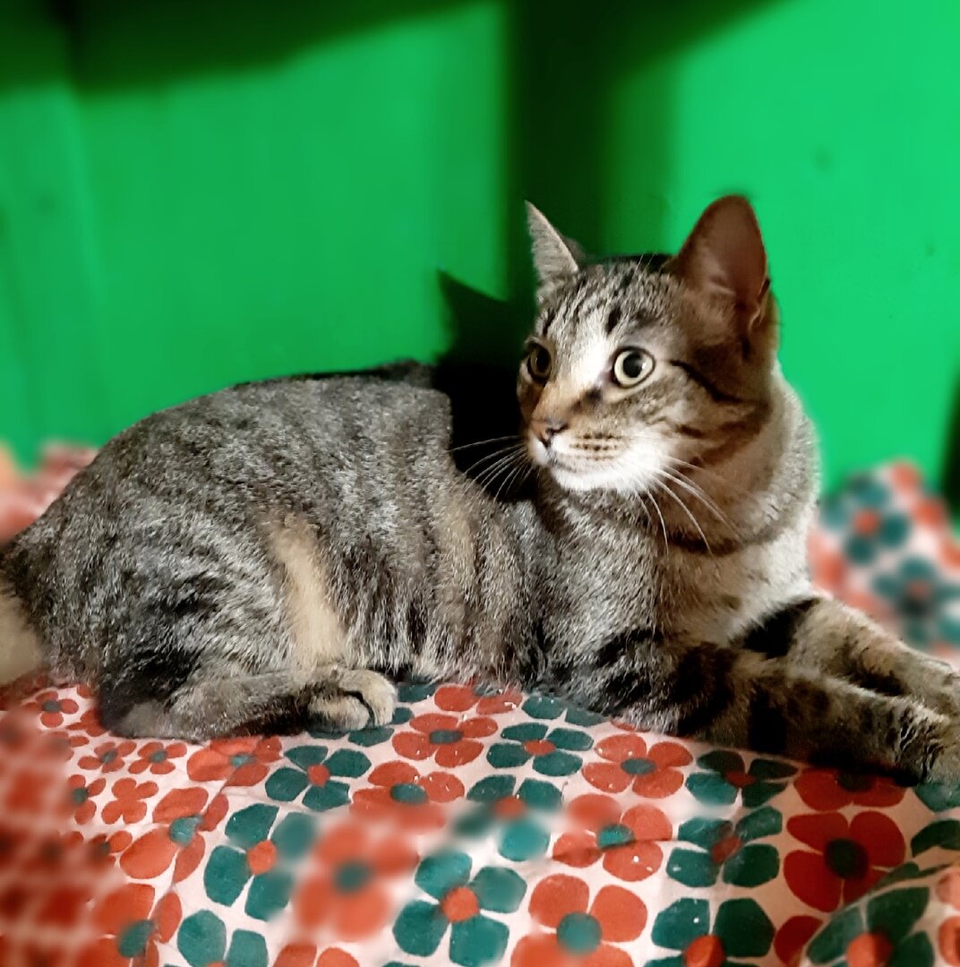 Куда побежим? Моисей.