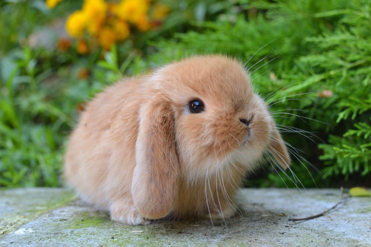 Популярные породы декоративных кроликов - фото и описание