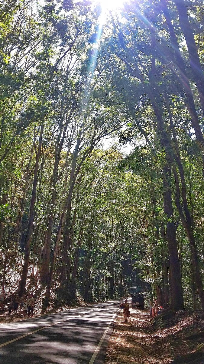 Рукотворный лес 