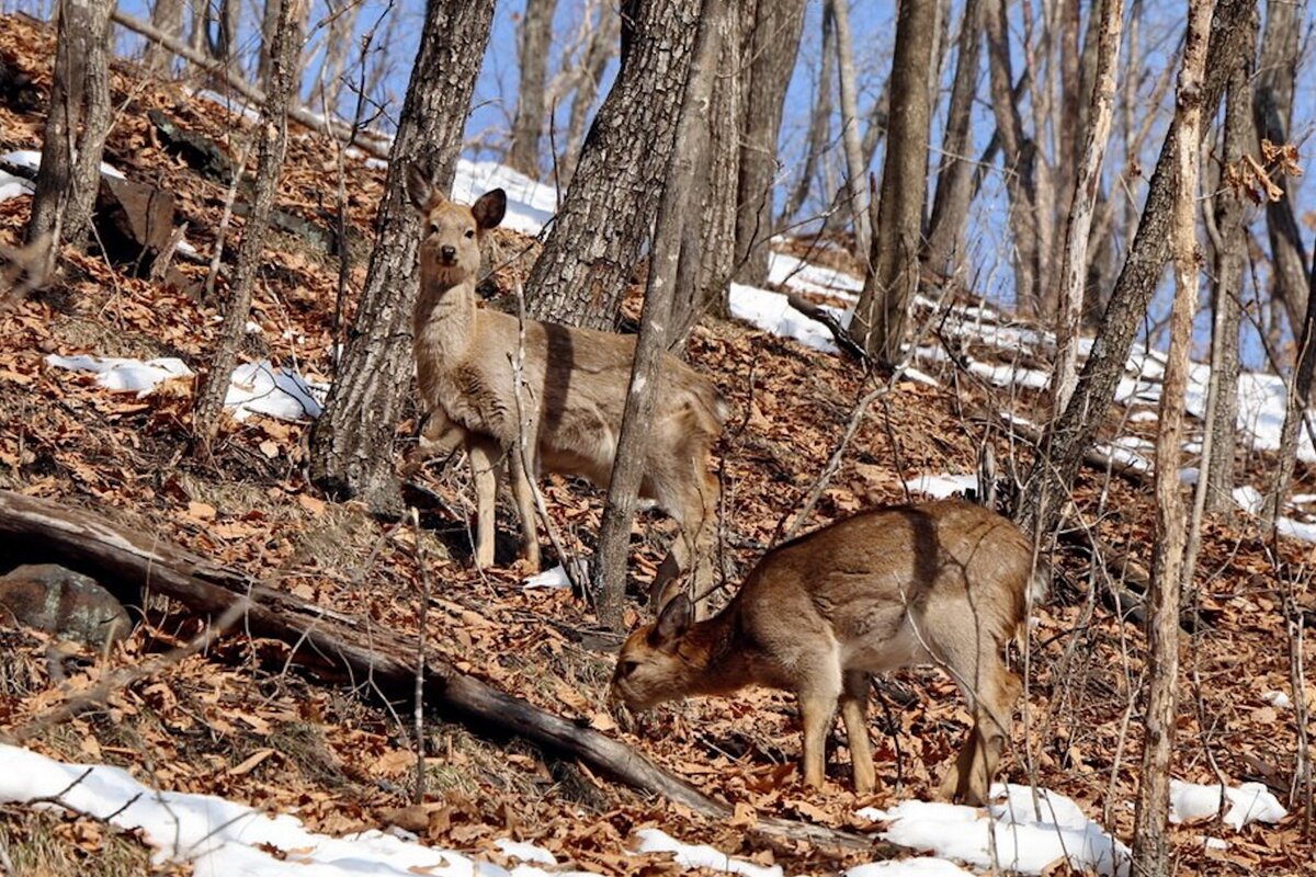 Фото предоставлено национальным парком "Земля леопарда"