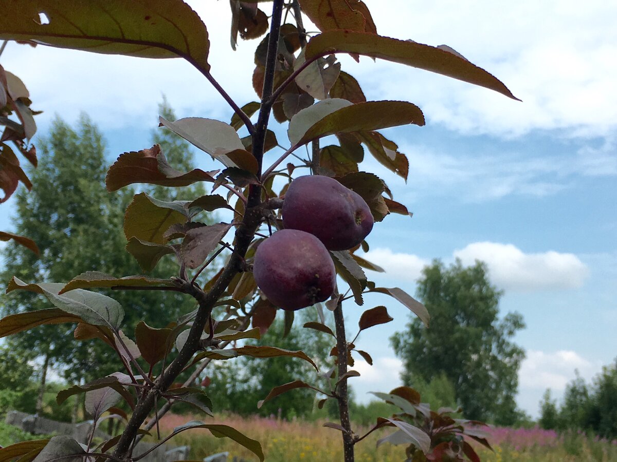 У нее на самом деле вот такой странный фиолетовый цвет. Листья тоже фиолетово-зеленые, а ствол имеет коричнево-фиолетовый цвет.