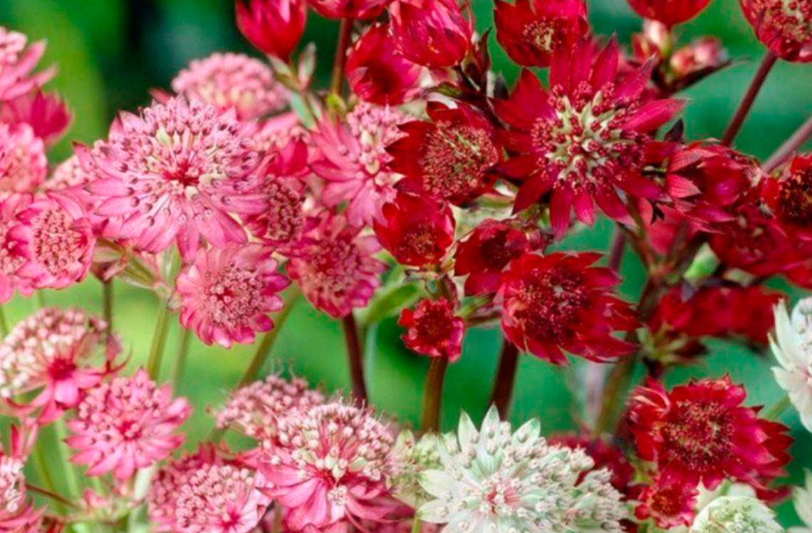 Астранция или звездовка