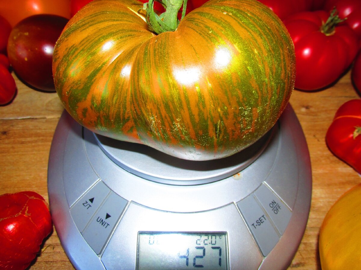 Выбираем сорта томатов