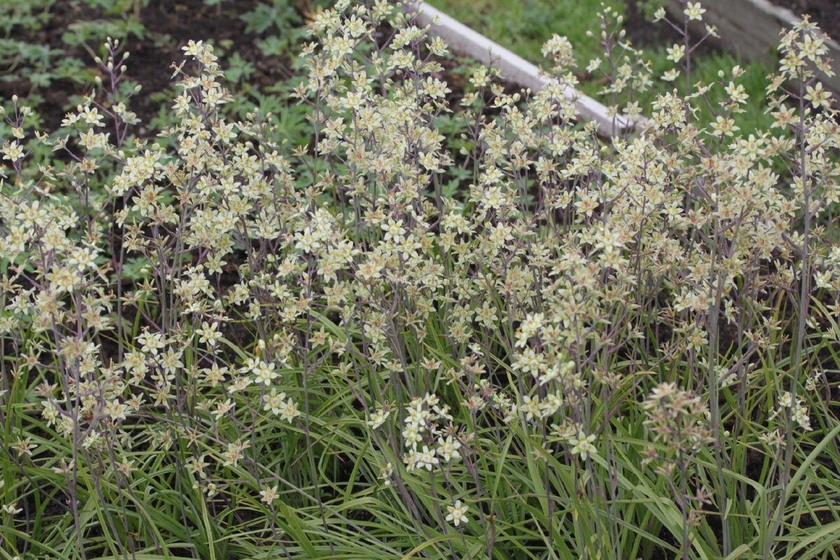 Фото с сайта питомника Северная флора https://sflora.ru/shop/mnogoletniki/zigadenus/z-izyashhn