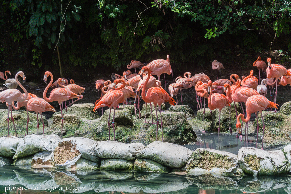 Источник: https://ic.pics.livejournal.com/pionero_do/62625828/313281/313281_original.jpg